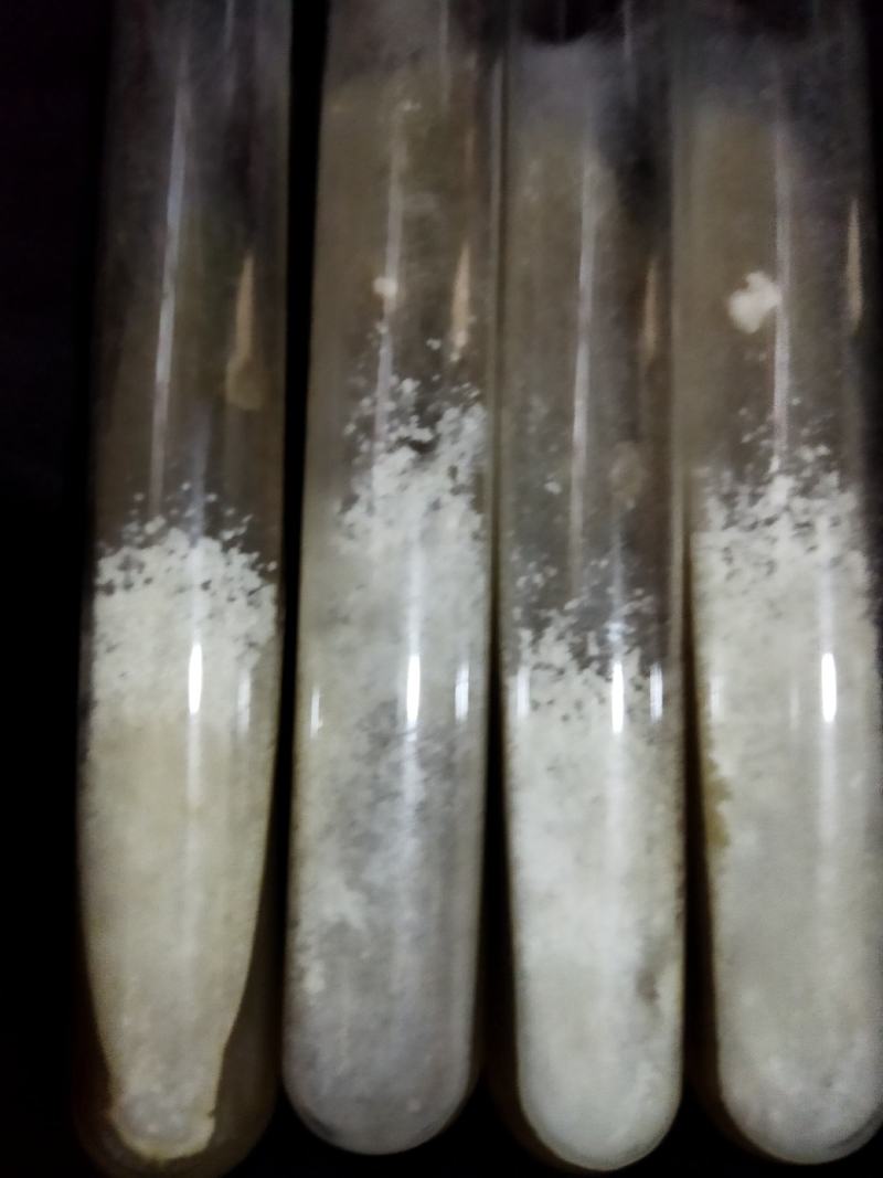 山东盛达菌业大量供应羊肚菌母种原种栽培种，每亩2000元