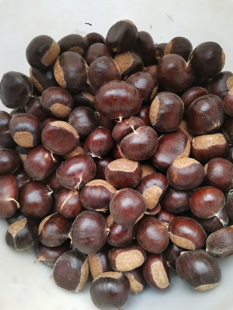 新鲜彝乡板栗大量上市板栗一手货源量大价优