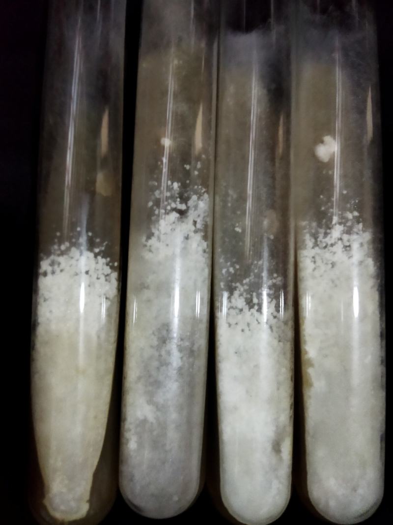 山东盛达菌业供应羊肚菌菌种，及菌需物资，免费包教包销。