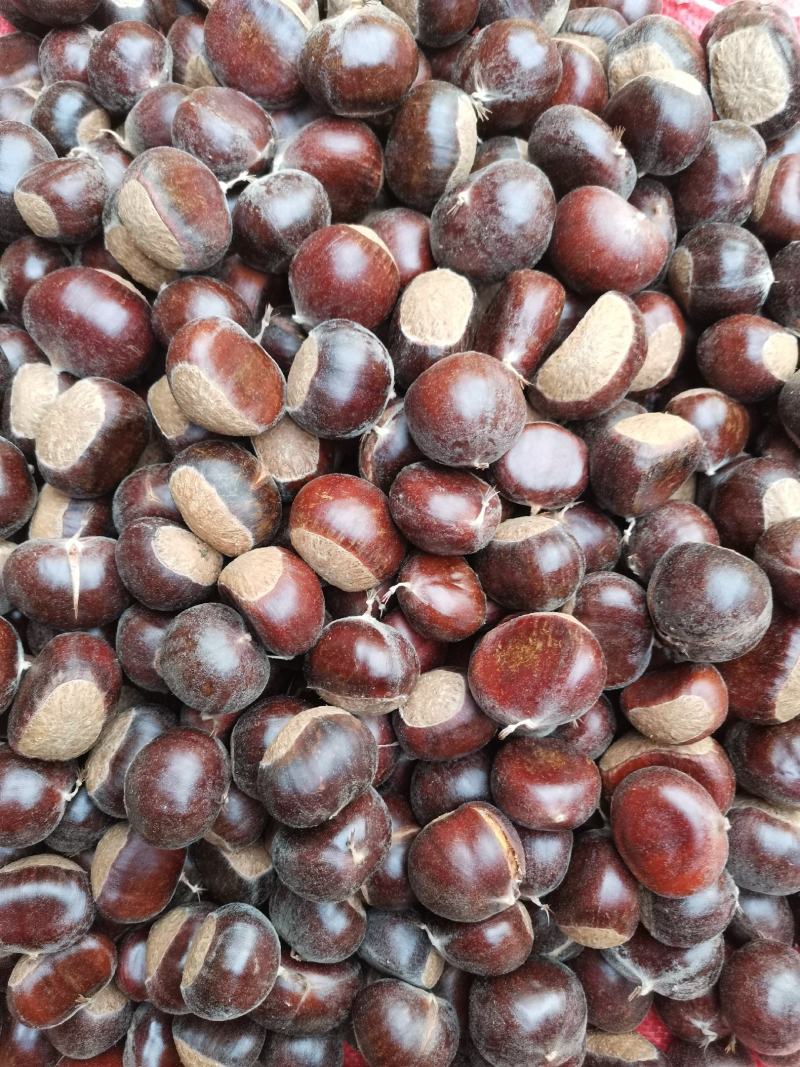 新鲜彝乡板栗大量上市板栗一手货源量大价优