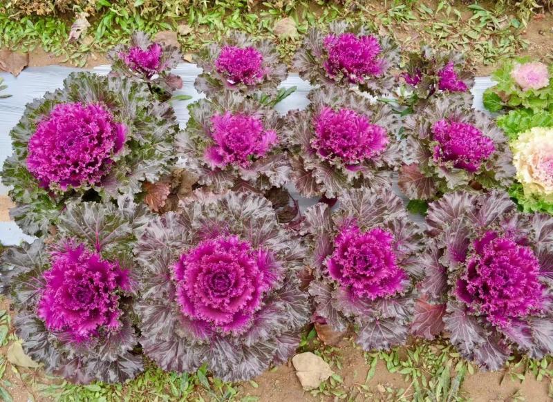 羽衣甘蓝种苗