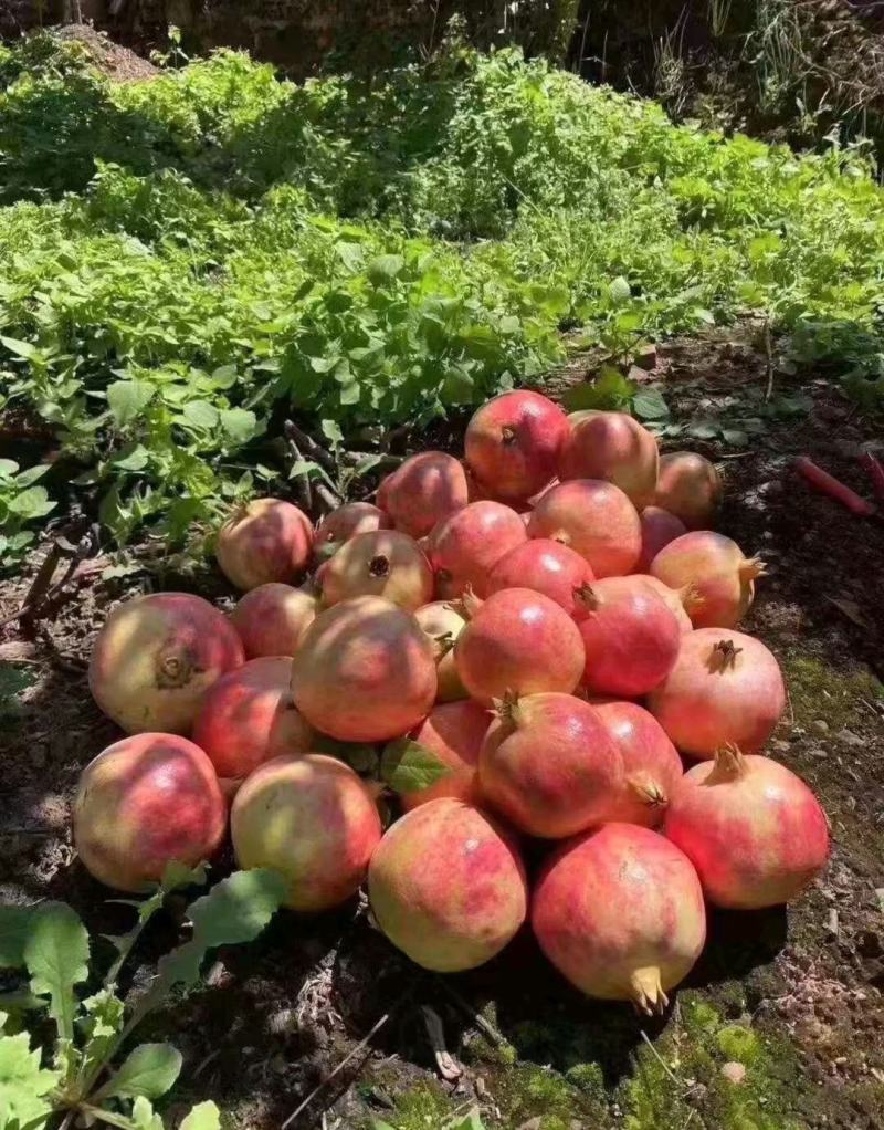 成都市场柚子，沙糖桔，西瓜，菠萝，甘蔗等应季水果专业代卖