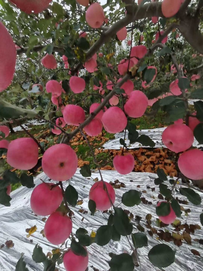 红富士苹果
