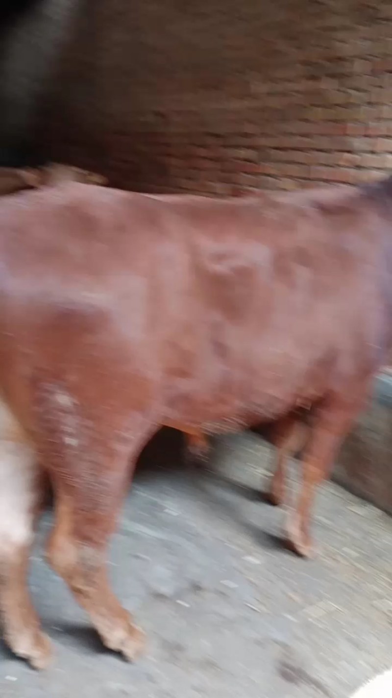 【推荐】黄牛肉牛大量上市保质保量，量大从优，欢迎挑选购