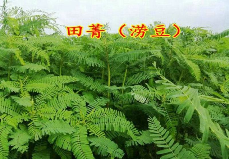 田菁种子护坡绿化改善土壤果园绿肥草种子四季牧草籽田青