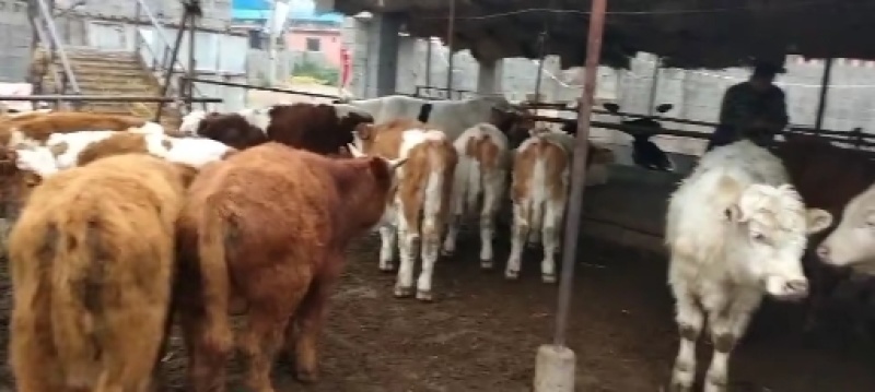 牛犊，西门塔尔，夏洛莱，身宽体长腿粗臀围大放心挑选