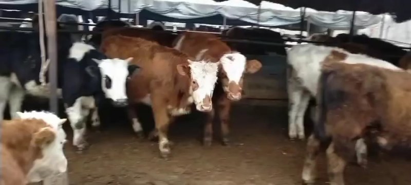 牛犊，西门塔尔，夏洛莱，身宽体长腿粗臀围大放心挑选