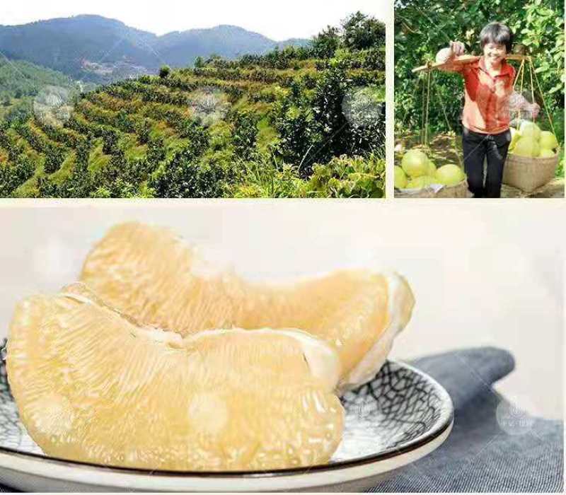 白心蜜柚50斤/袋白心柚中大果白肉蜜柚包邮一件代发