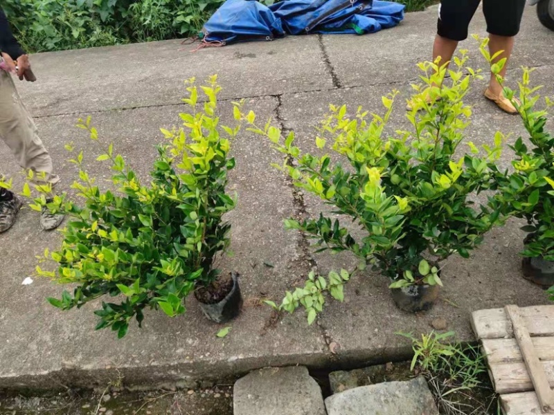 金森女贞各种规格保证质量欢迎选购量大
