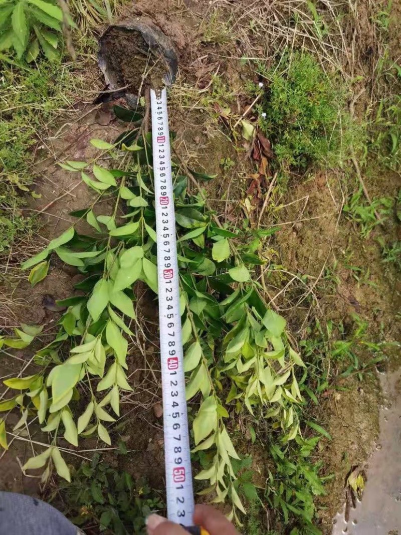 金森女贞各种规格保证质量欢迎选购量大