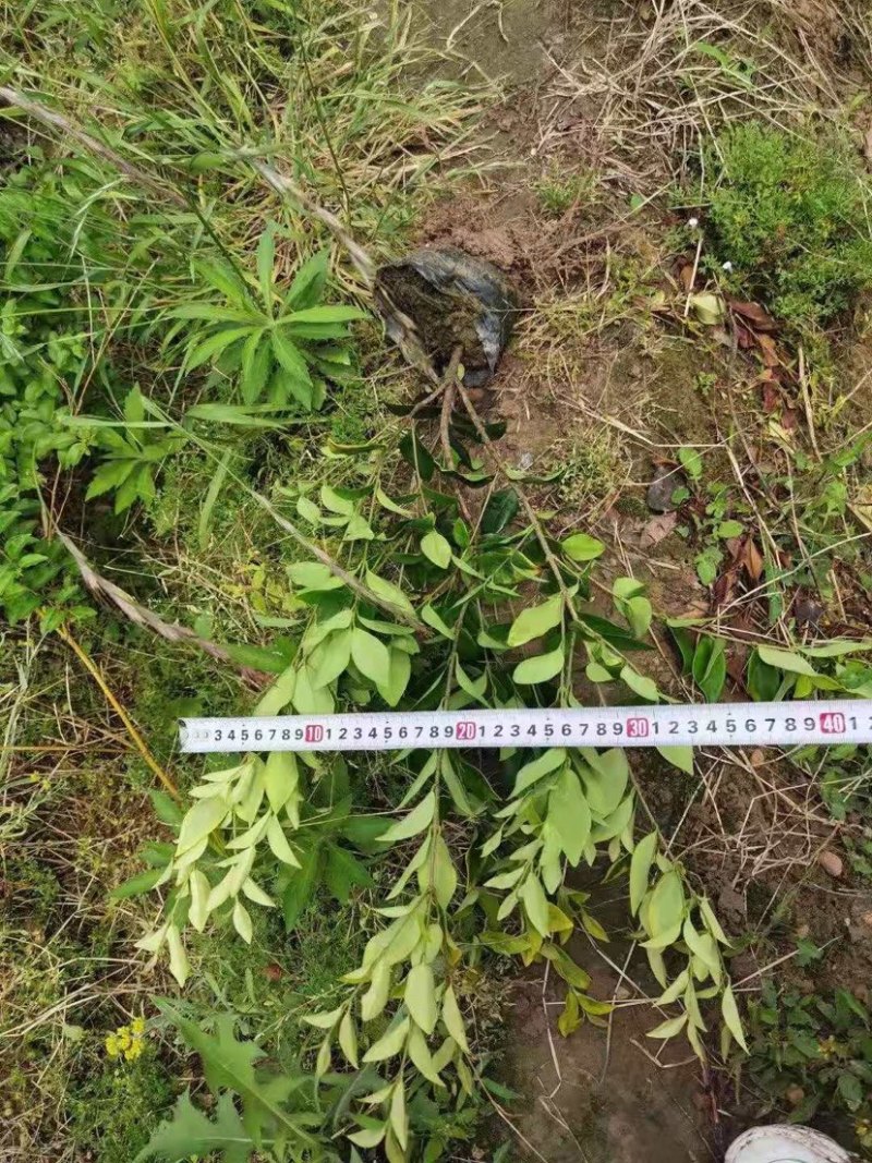金森女贞各种规格保证质量欢迎选购量大