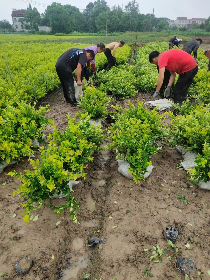 金森女贞各种规格保证质量欢迎选购量大