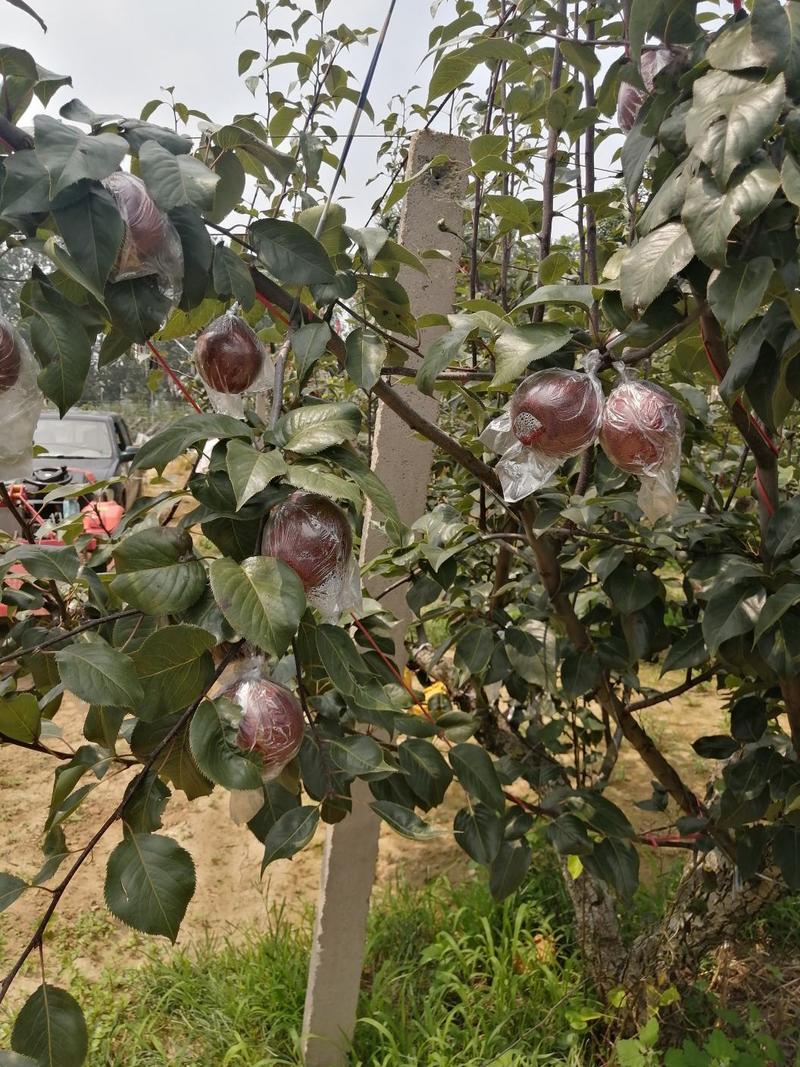 中国红梨，规格85以前，口感脆甜，全国发货。