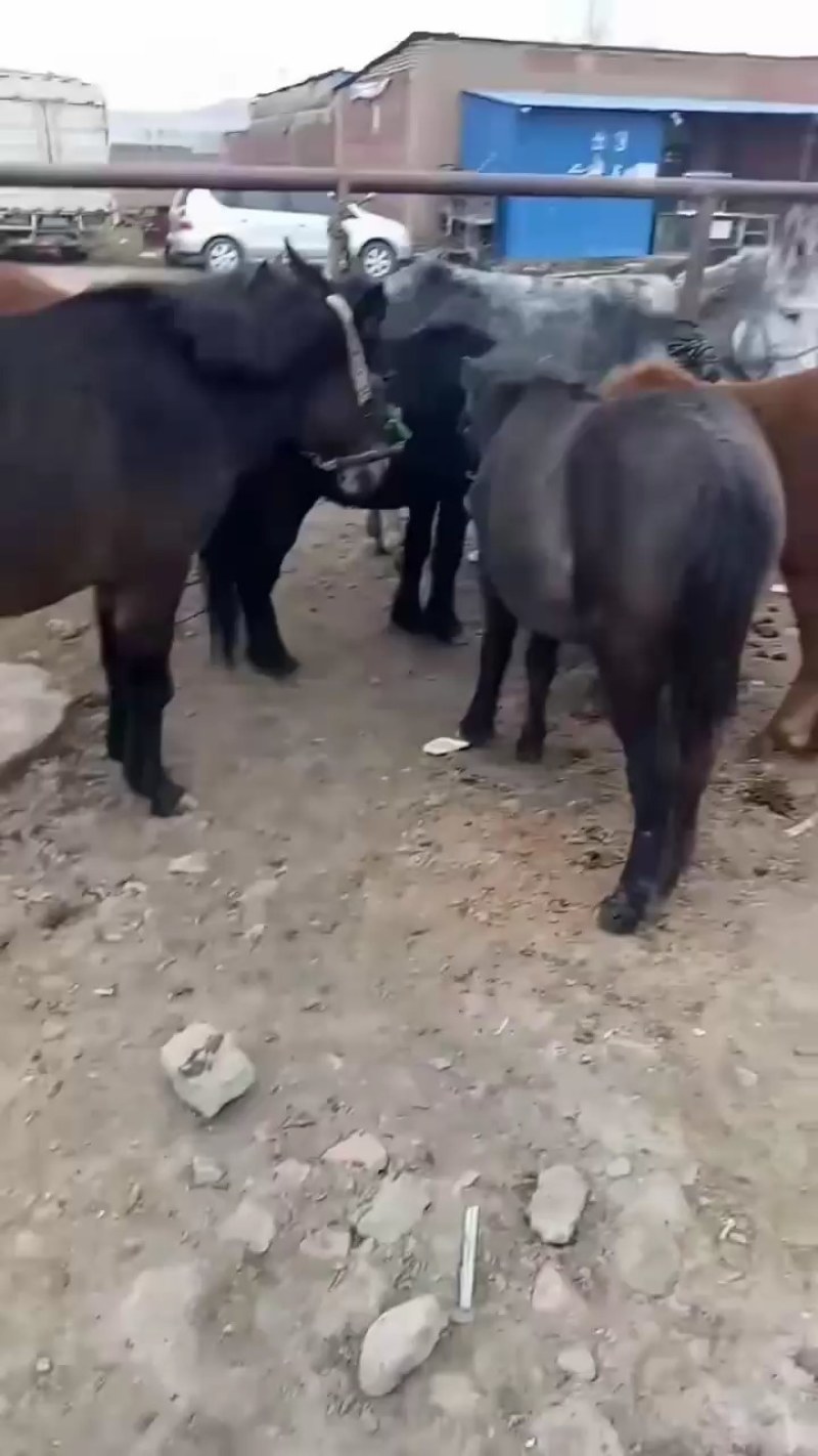 【甘肃肉马）马驹现货供应价格优惠欢迎咨询挑选购买