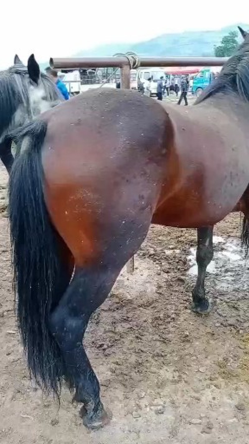 【甘肃肉马）马驹现货供应价格优惠欢迎咨询挑选购买