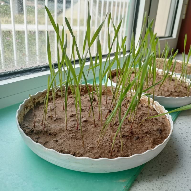 冬牧70黑麦草绿小麦厂家直销大量库存长年供应价格优惠