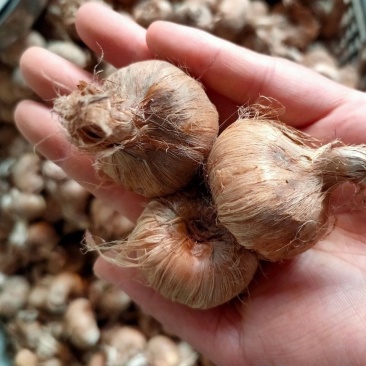 藏红花种球种子苗药用球根盆栽番红花西红花植物耐冻耐寒花卉