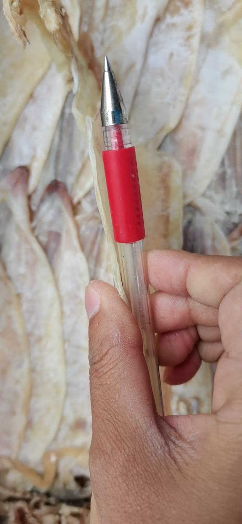干鱿鱼，圆鱿1号