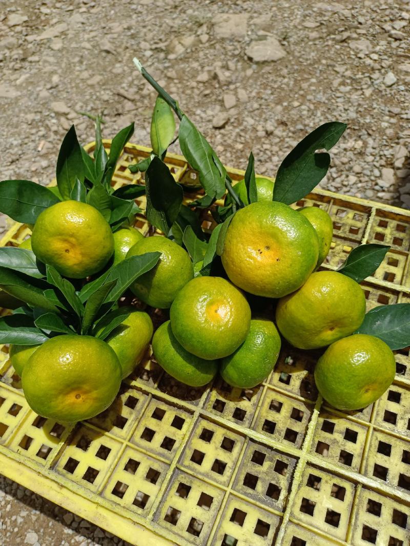 云南密橘大量上市