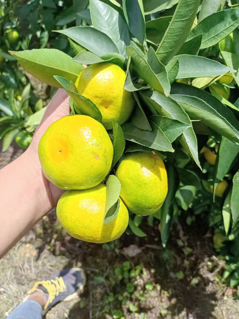 云南密橘大量上市