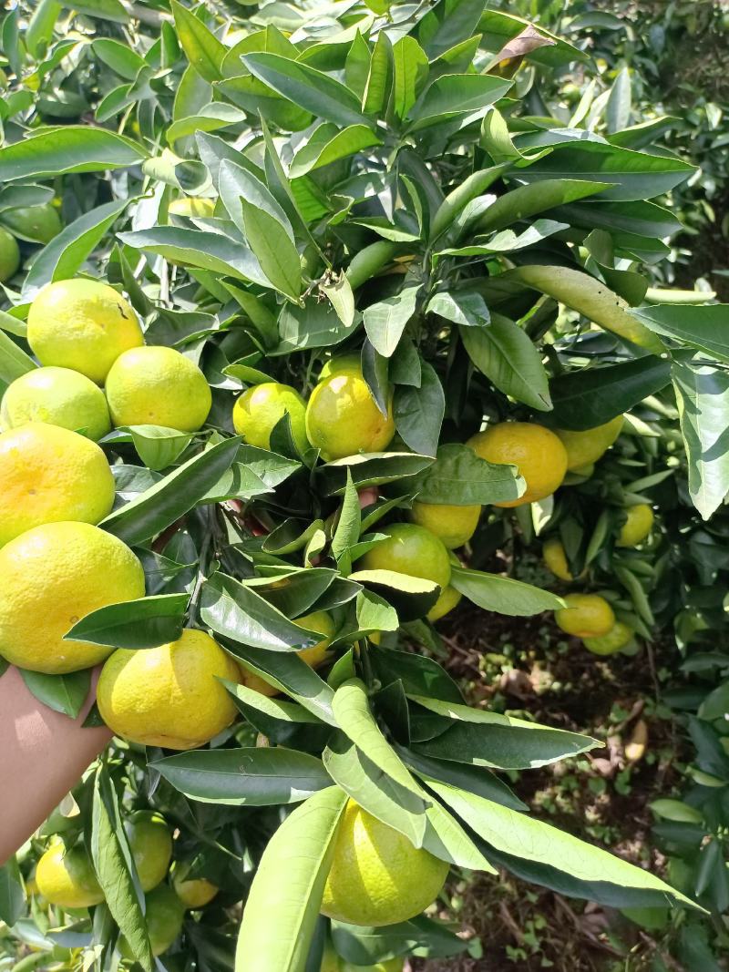 云南密橘大量上市