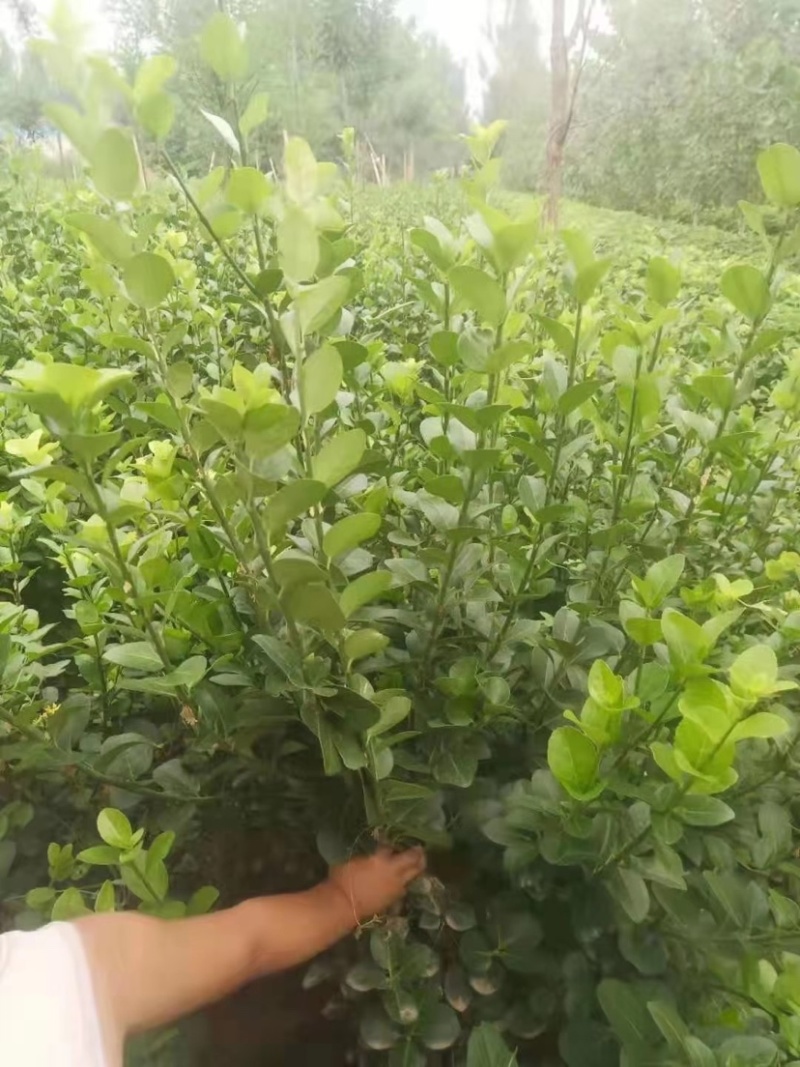 地产大冠卫矛各种规格大量有货高度50-60-70-80