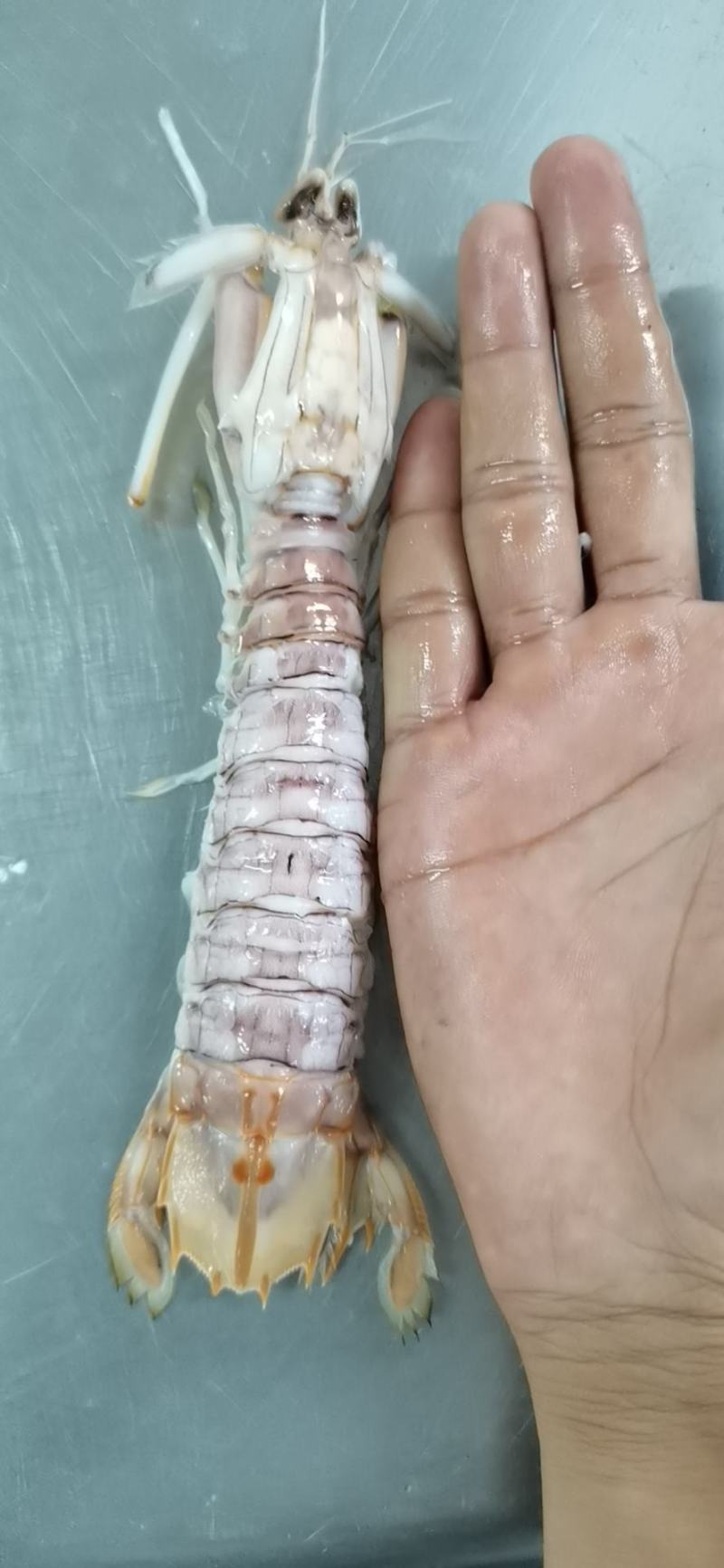 活煮皮皮虾