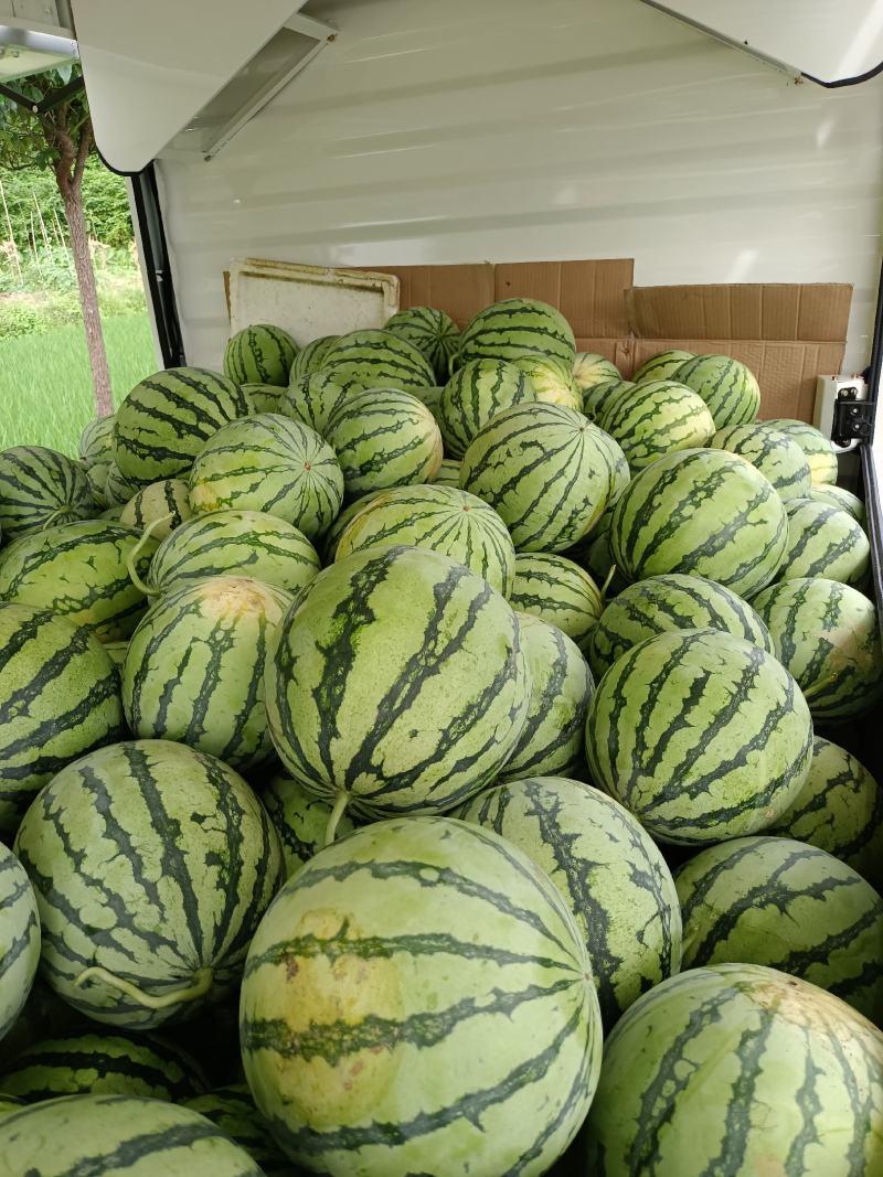 【西瓜】美都西瓜8424麒麟西瓜品质优良甘甜爽口大量供应