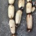 大量新35花香藕珍珠藕6号花旗连莲和巨无霸早藕！