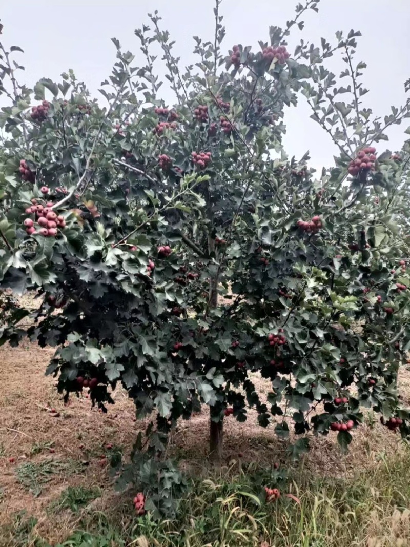 山楂树苗山西_大金星山楂树苗_免费提供种植技术
