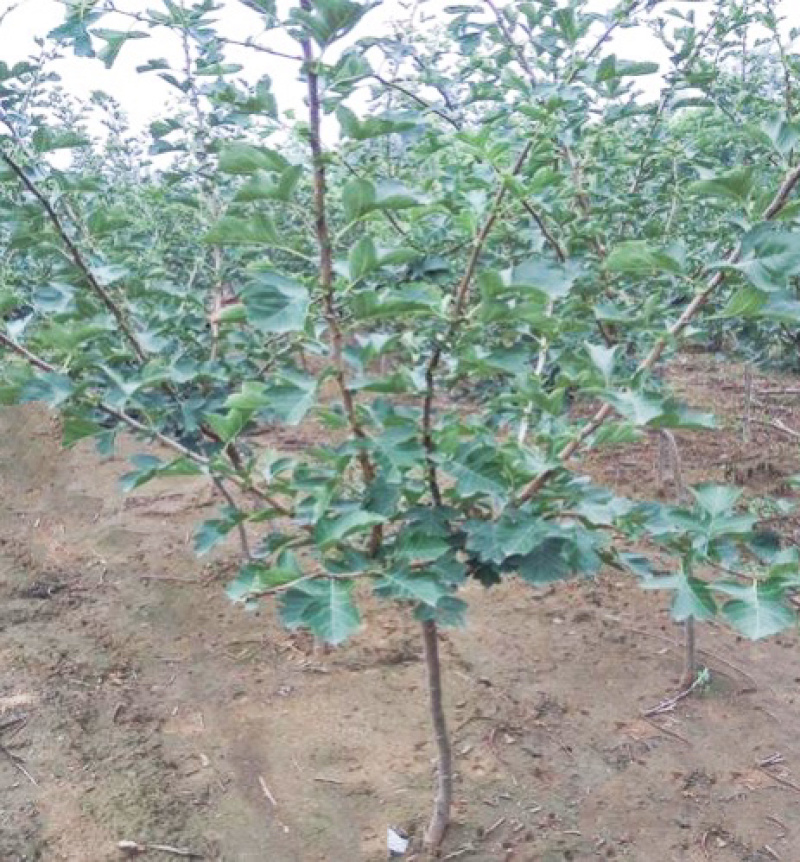 山楂树苗山西_大金星山楂树苗_免费提供种植技术