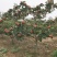 山楂树苗山西_大金星山楂树苗_免费提供种植技术