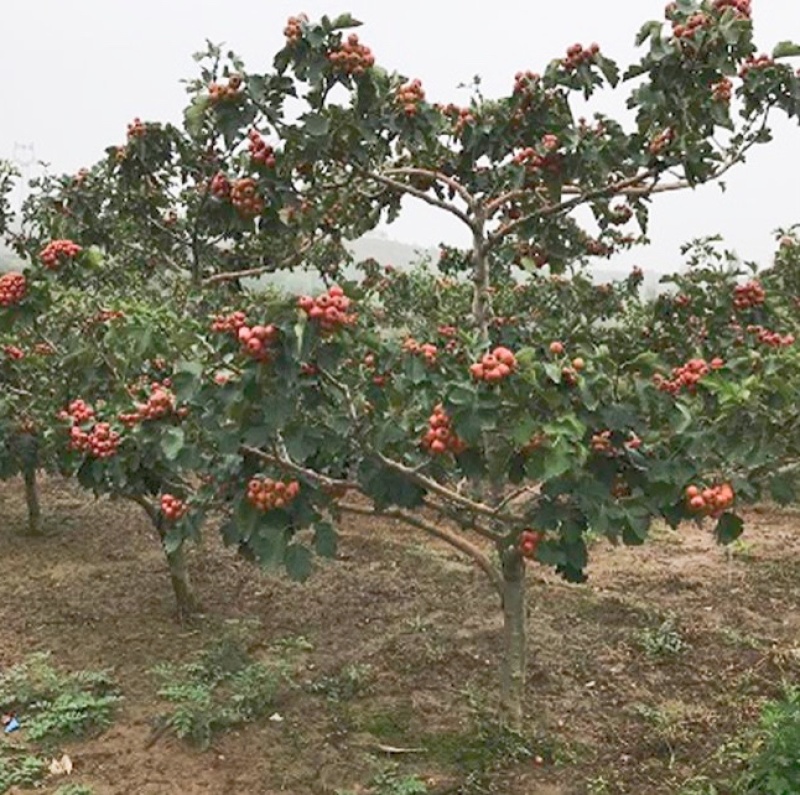 山楂树苗山西_大金星山楂树苗_免费提供种植技术