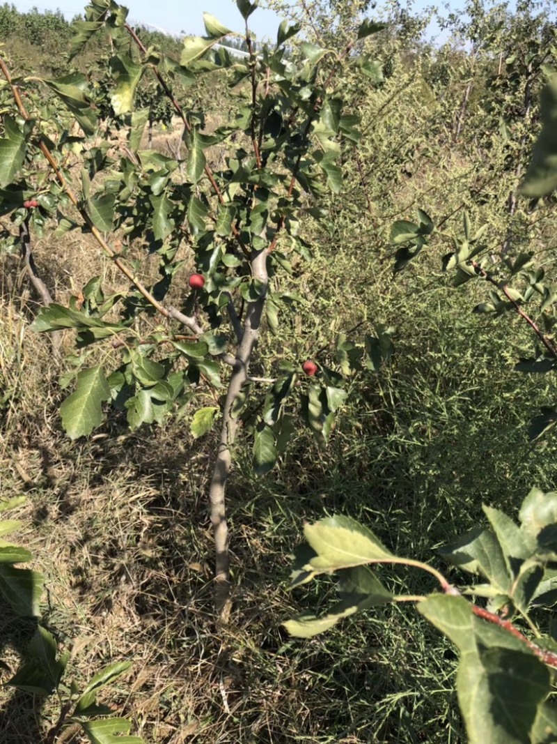 山楂树苗山西_大金星山楂树苗_免费提供种植技术