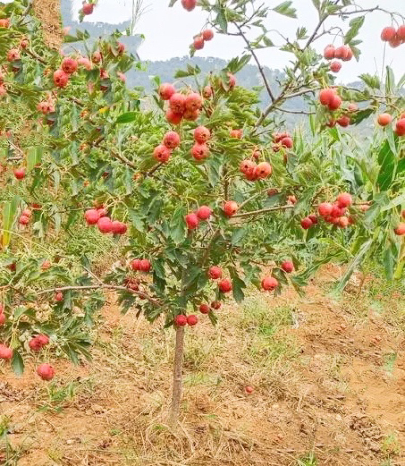 山楂树苗山西_大金星山楂树苗_免费提供种植技术