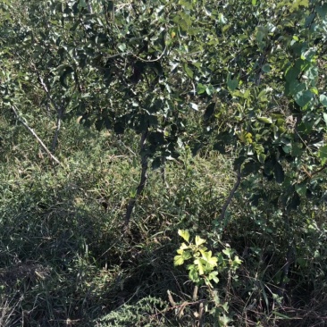 山楂树苗山西_大金星山楂树苗_免费提供种植技术
