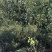 山楂树苗山西_大金星山楂树苗_免费提供种植技术