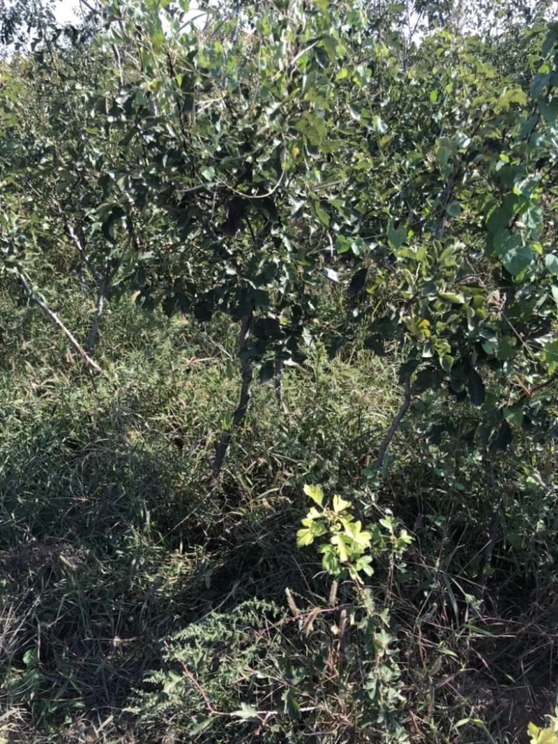 山楂树苗山西_大金星山楂树苗_免费提供种植技术
