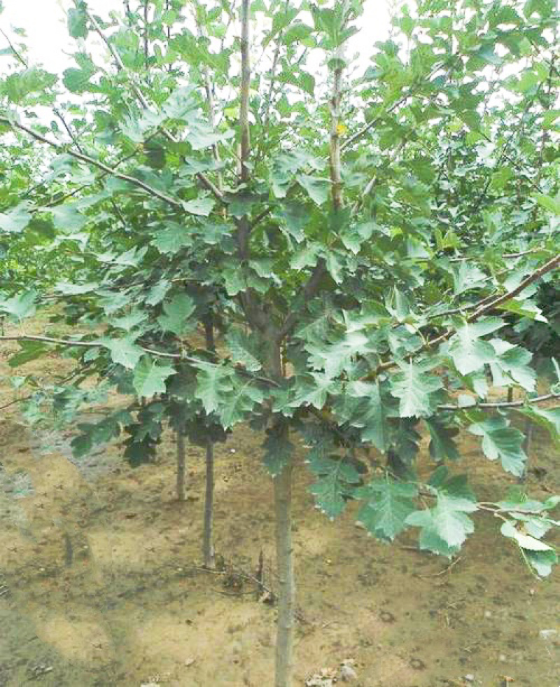 山楂树苗山西_大金星山楂树苗_免费提供种植技术