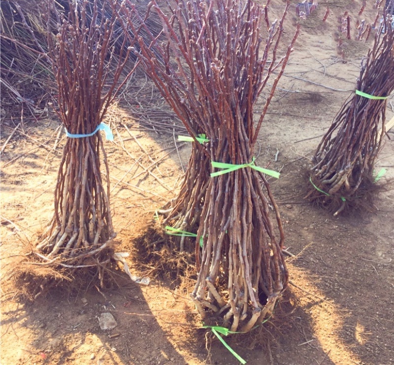 山楂树苗山西_大金星山楂树苗_免费提供种植技术