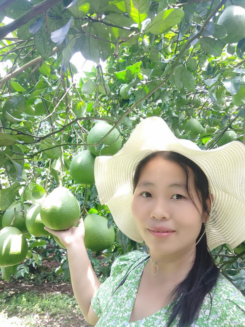 高山老树！纯农家肥种植，水分足，糖分高，精品江永老树柚‘