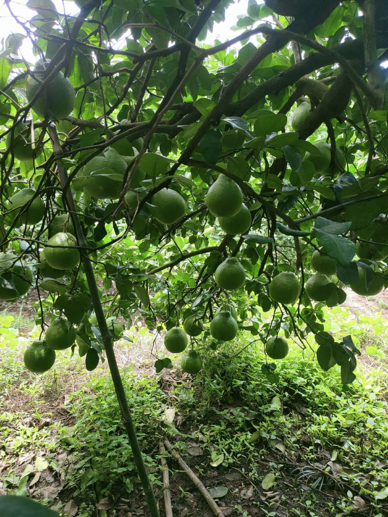 高山老树！纯农家肥种植，水分足，糖分高，精品江永老树柚‘
