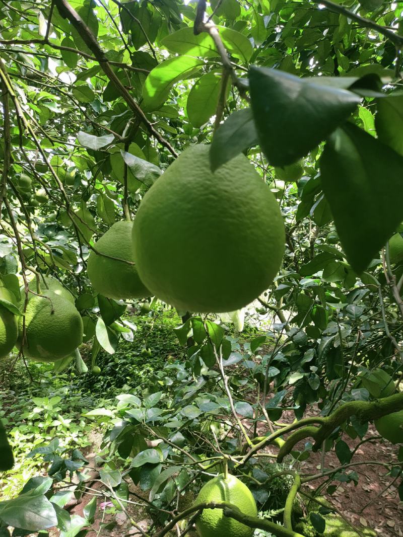 高山老树！纯农家肥种植，水分足，糖分高，精品江永老树柚‘