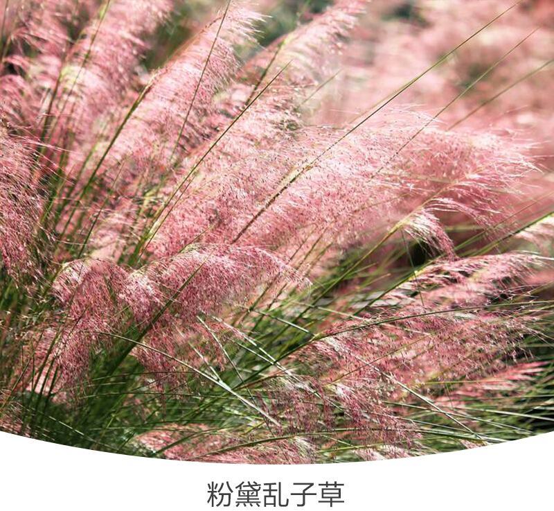 粉黛乱子草种子多年生观赏草乱子草种子庭院花卉种子四季易活