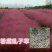 粉黛乱子草种子多年生观赏草乱子草种子庭院花卉种子四季易活