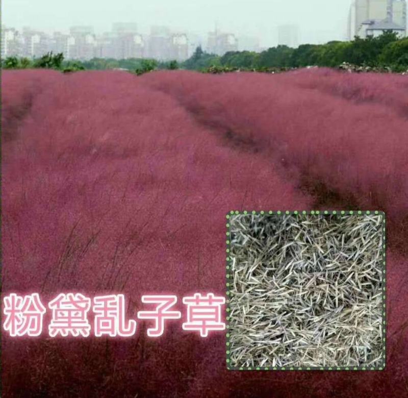 粉黛乱子草种子多年生观赏草乱子草种子庭院花卉种子四季易活