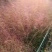 粉黛乱子草种子多年生观赏草乱子草种子庭院花卉种子四季易活
