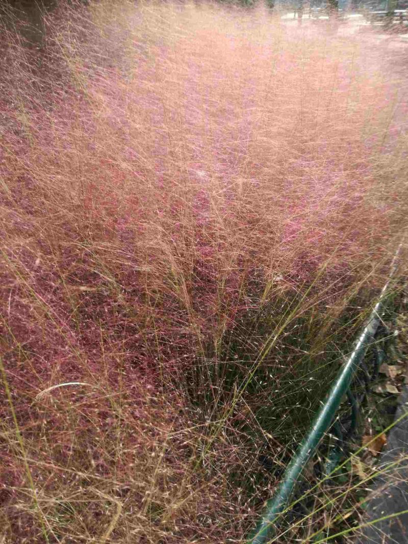 粉黛乱子草种子多年生观赏草乱子草种子庭院花卉种子四季易活