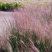 粉黛乱子草种子多年生观赏草乱子草种子庭院花卉种子四季易活
