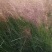 粉黛乱子草种子多年生观赏草乱子草种子庭院花卉种子四季易活